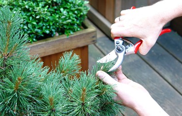 pruning