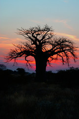 Fototapeta na wymiar Baobab.in Limpopo, South Africa