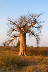 Fototapeta na wymiar Baobab przed zachodem słońca