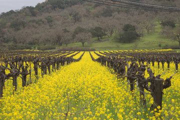 Mustard Growing in Vineyards