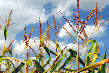 Corn field