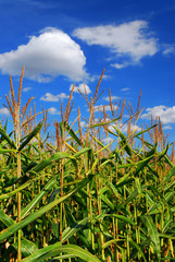Corn field