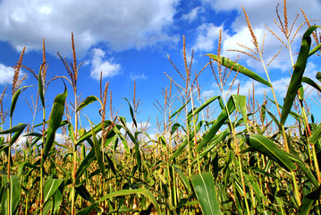 Corn field © Elenathewise