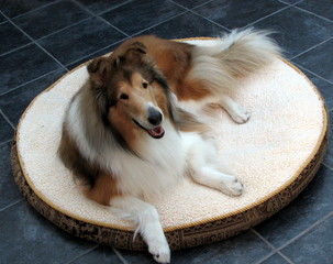 Collie Dog on Dog Bed