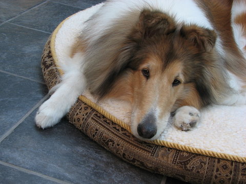 Collie Dog on Dog Bed