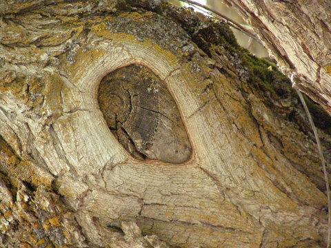 tree trunk with knot