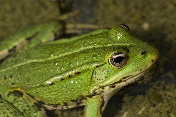 Grenouille verte