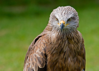 Eagle portrait