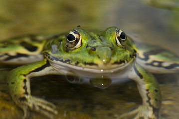 Grenouille verte de face