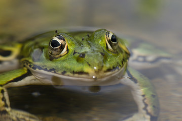Grenouille verte de face