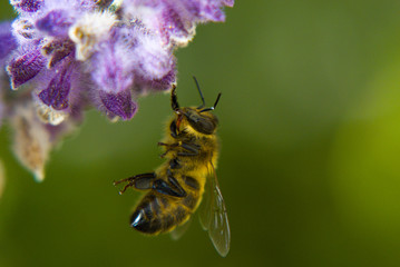 Abeille