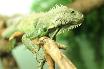 Chameleon on branch