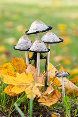 Fungis & leaves - 4587005