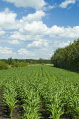 Colorful cloudscape corn field