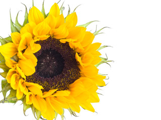 Close-up of a sunflower on a white background