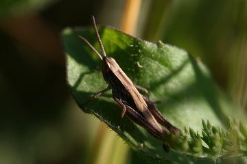 Grasshopper