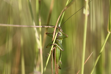 Grasshopper