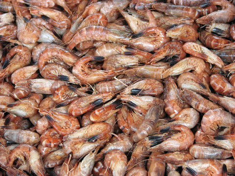 crevettes