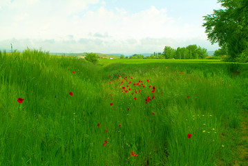 amapola 4
