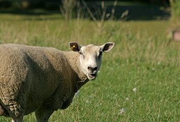 Sheep