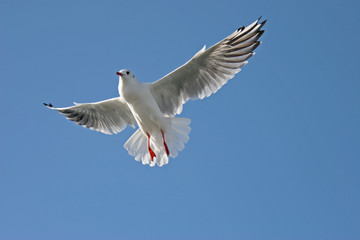 seagull in full flight