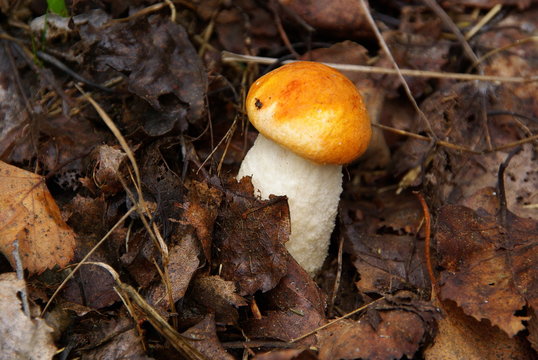 Rotkappe 05