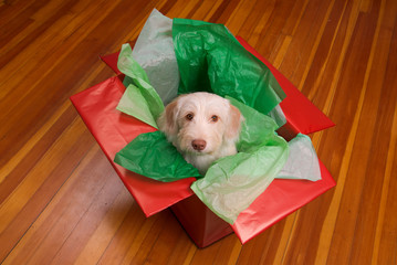 Puppy in gift box