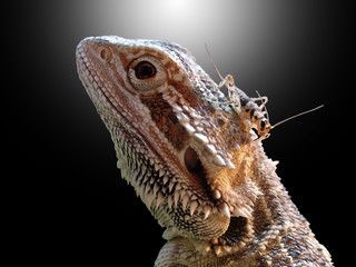Bearded Dragon