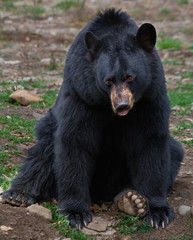 Fototapeta na wymiar Amerykańska Black Bear