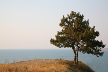 Alone pine on the steep shore