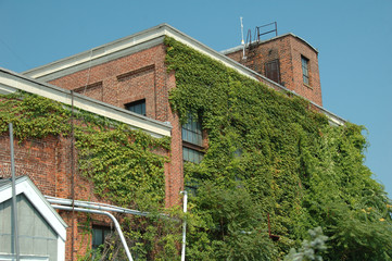 Ivy and Brick © Cathy Kovarik