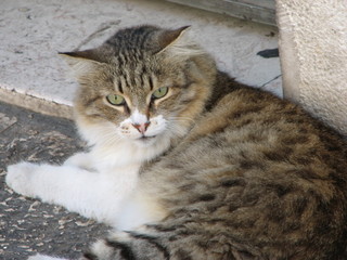 Fototapeta premium Furry cat
