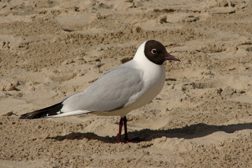 Seagul Larus minutus