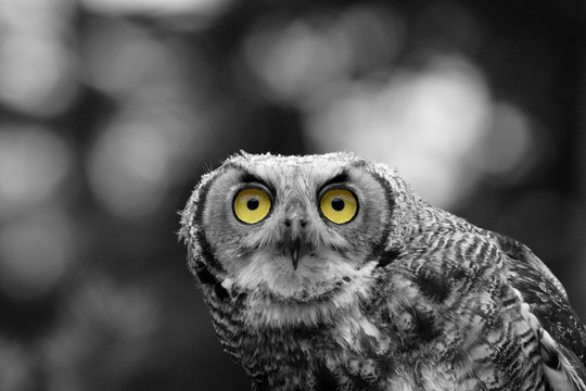 chouette regard jaune