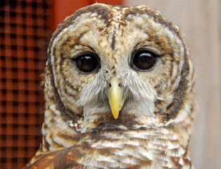 Barred Owl