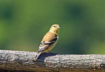 American Goldfinch perched on a log.