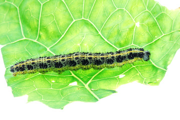worm on green leaf