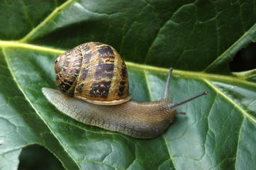 caracol