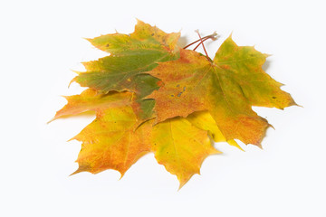Maple leave