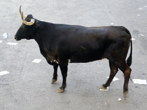сонник черный бык. к чему снится черный бык. сонник черный бык. сонник черный бык. красивый бык.