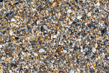 Seashells background