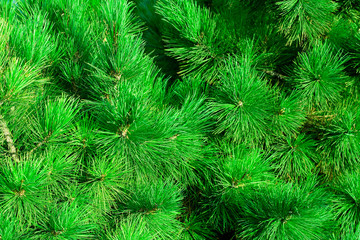 Green fir-needle