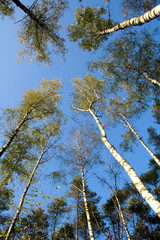 Fototapeta premium Trees over sky