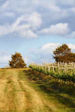 Winery in spring