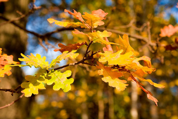 Oak autumnal leaves
