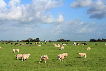spring meadow with sheep