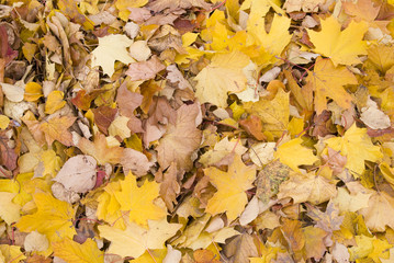Fototapeta na wymiar Carpet from autumn leaves