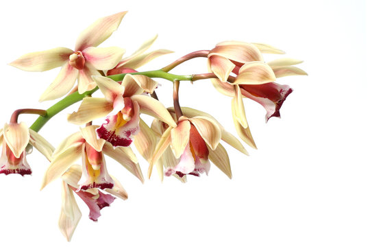 Fototapeta orchid flowers isolated on white