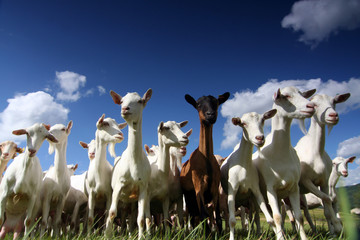 herd of goats - obrazy, fototapety, plakaty