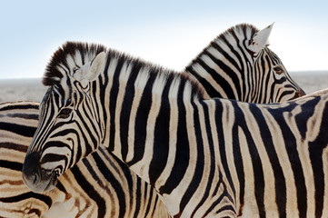 Fototapeta na wymiar Rodzina Zebra